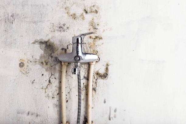 Best Affordable Mold Removal  in Bar Nunn, WY