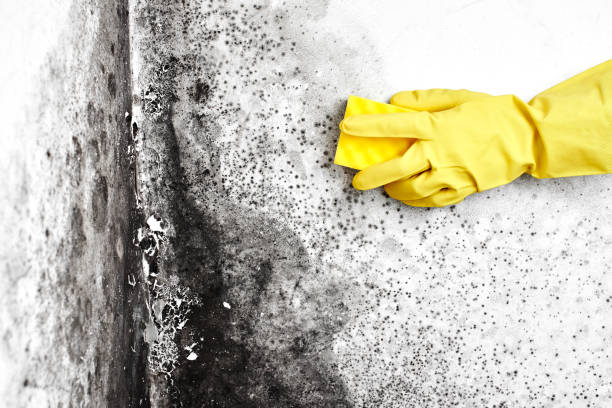 Best Mold Damage Repair  in Bar Nunn, WY