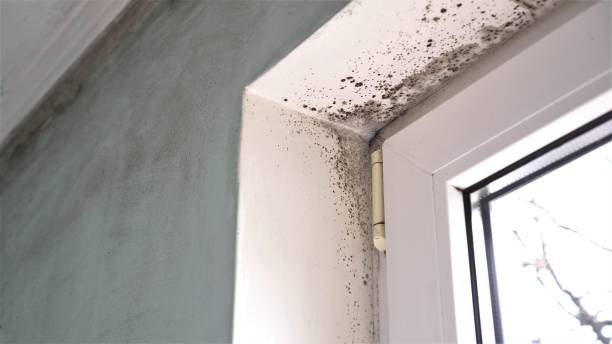 Best Black Mold Removal  in Bar Nunn, WY