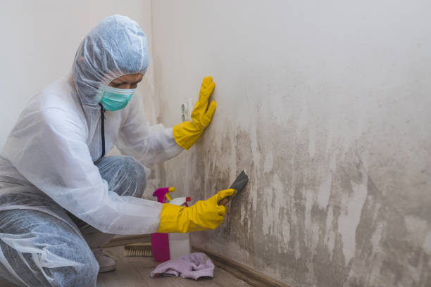 Best Local Mold Removal Service  in Bar Nunn, WY