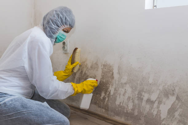 Best Professional Mold Removal  in Bar Nunn, WY