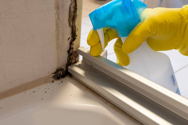 Best Mold Damage Repair  in Bar Nunn, WY