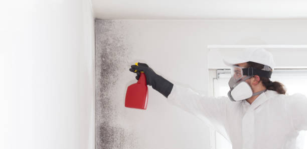 Best Same-Day Mold Removal  in Bar Nunn, WY