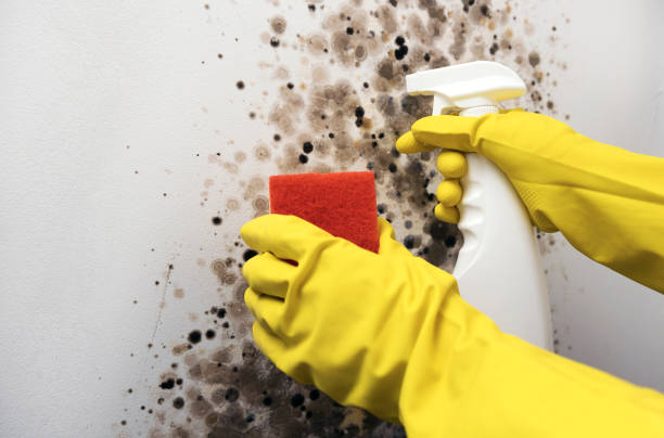 Best Attic Mold Removal  in Bar Nunn, WY